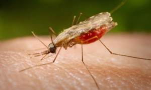 Keep mosquitoes away