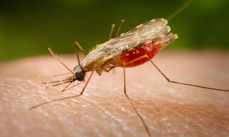 Keep mosquitoes away