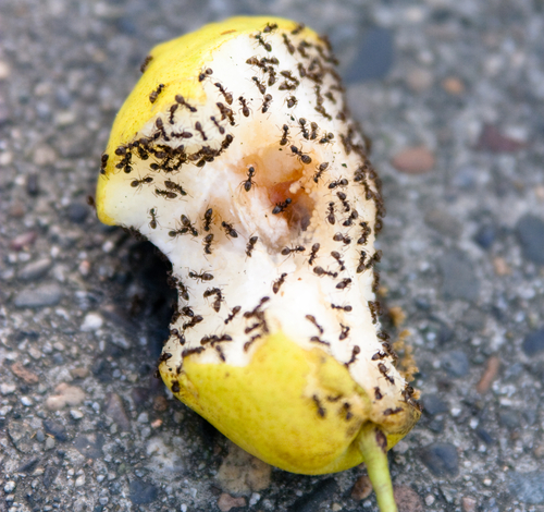 ant-pest-control-food