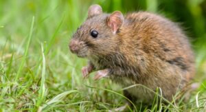 Are Brown Rats Dangerous
