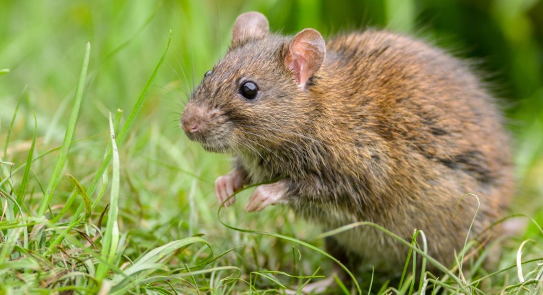 Are Brown Rats Dangerous