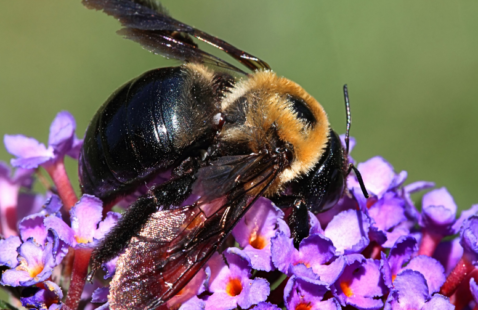 Are Carpenter Bees Beneficial?
