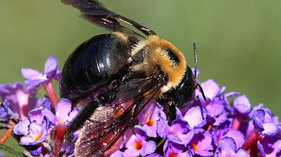 Are Carpenter Bees Beneficial?