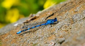 Are Damselflies Helpful or Harmful