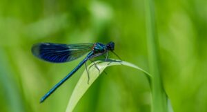 Are Damselflies Helpful or Harmful