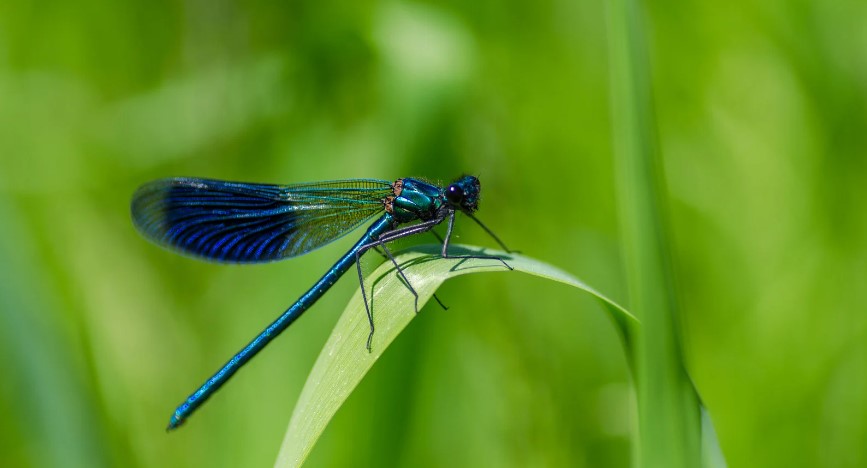 Are Damselflies Helpful or Harmful?