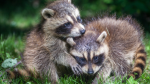 Are Raccoons Aggressive Towards Humans
