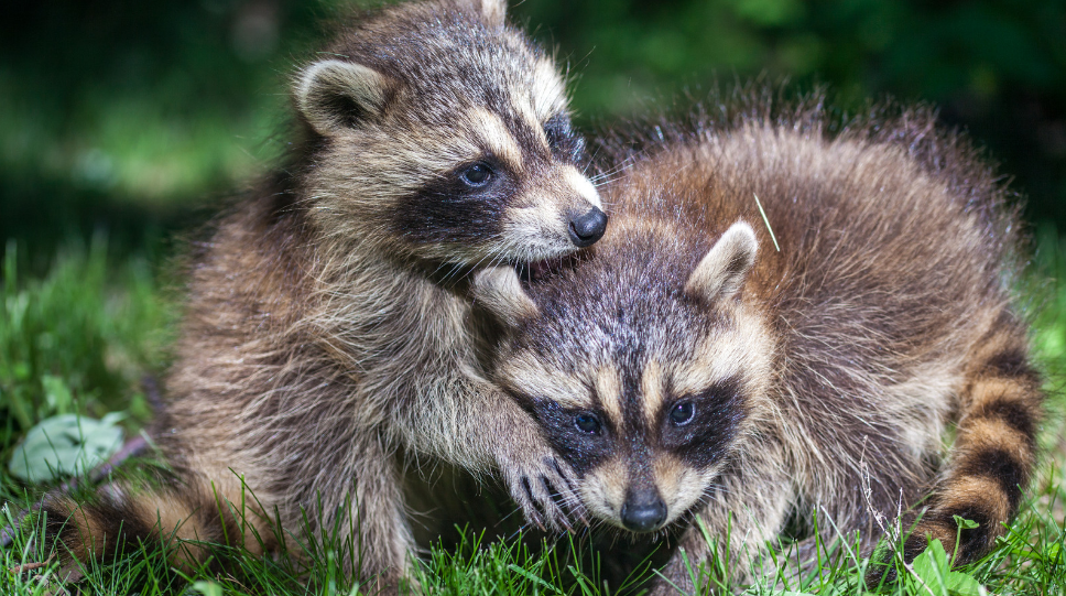 Are Raccoons Aggressive towards Humans? - Tips to get rid of them