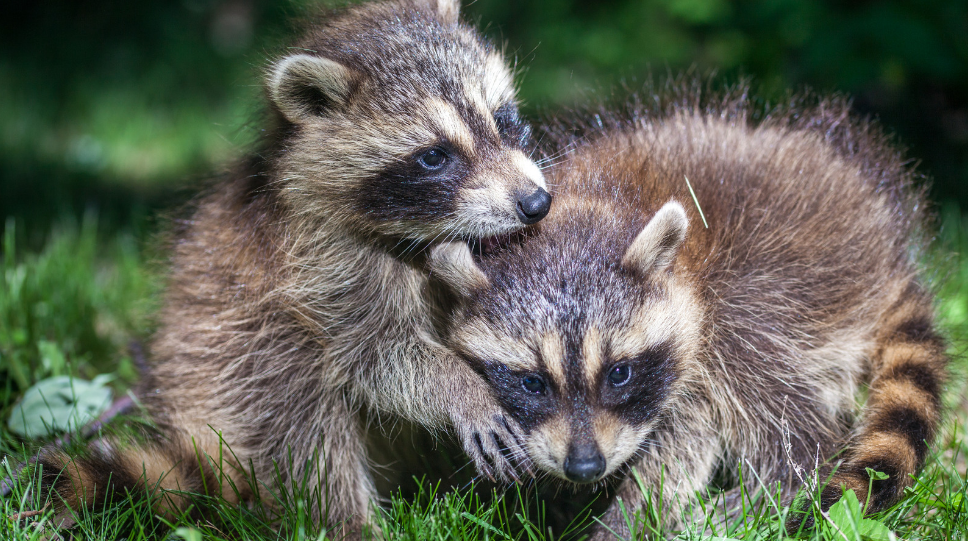 Are Raccoons Aggressive Towards Humans