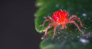 Are Red Spider Mites Harmful to Humans