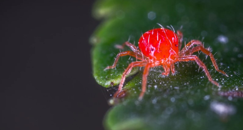 Are Red Spider Mites Harmful to Humans