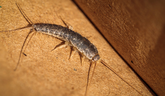 Are Silverfish Dangerous