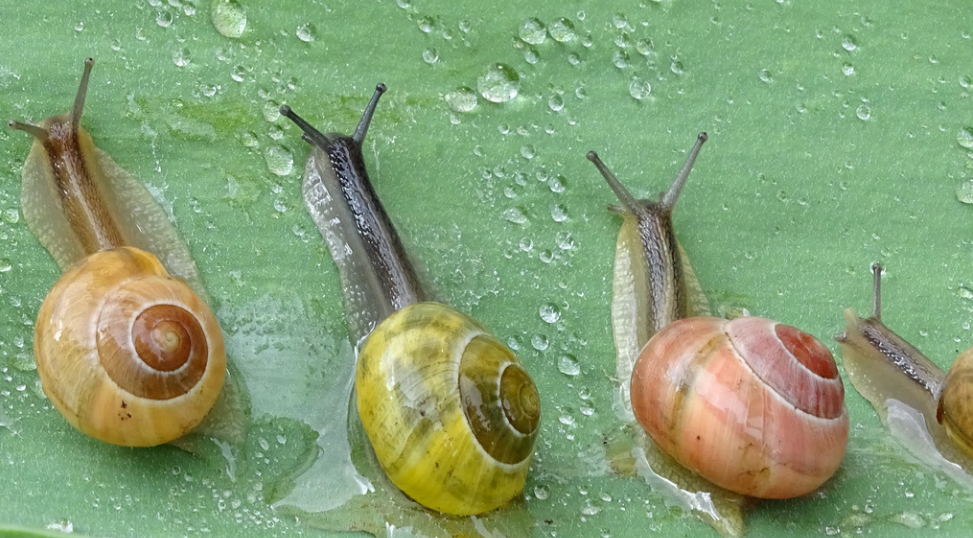 Are Snails Dangerous DIY methods to Control Snails