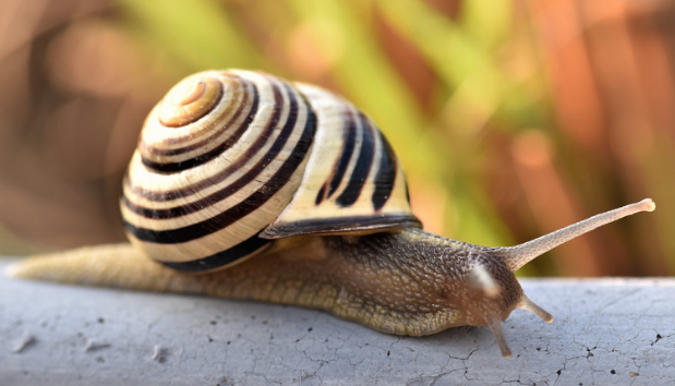 Are Snails Dangerous