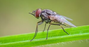 Are Stable Flies Dangerous