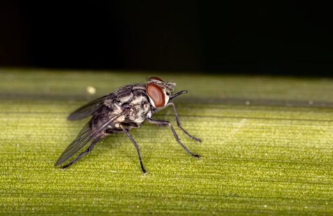 Are Stable Flies Dangerous?