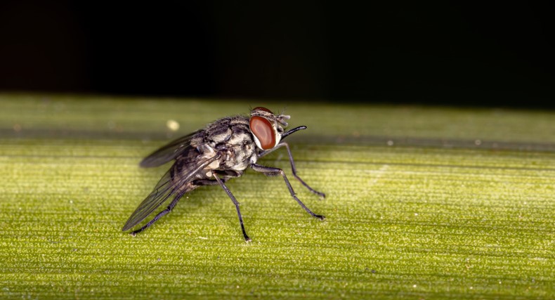 Are Stable Flies Dangerous?