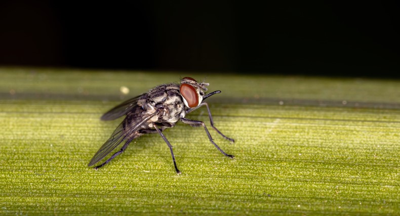 Are Stable Flies Dangerous