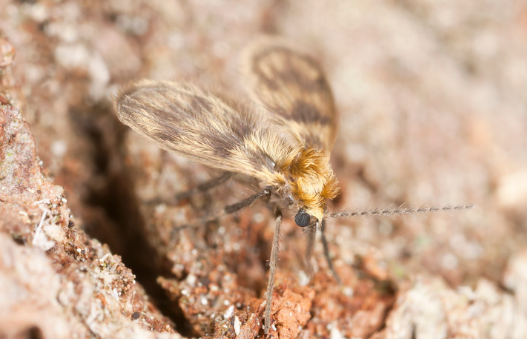Are drain flies harmful