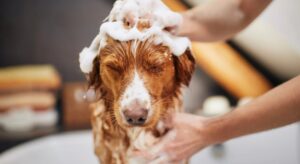 Bathe Your Dog