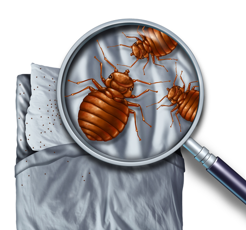 Don’t Bring Bed Bugs Home