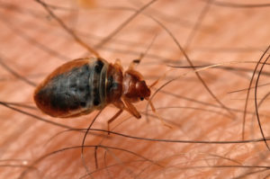 bed-bug-pest