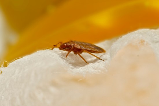 Bed Bugs Infestation