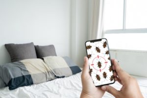 Bed Bugs Infestation