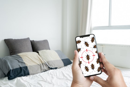Bed Bugs Infestation