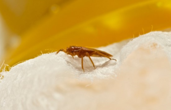 Bed Bugs Treatment