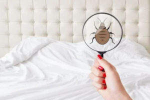 Bed Bugs are Smart