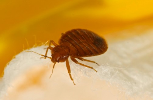 Bed bugs in home