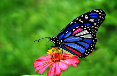 Best Garden Tips to Attract Butterflies