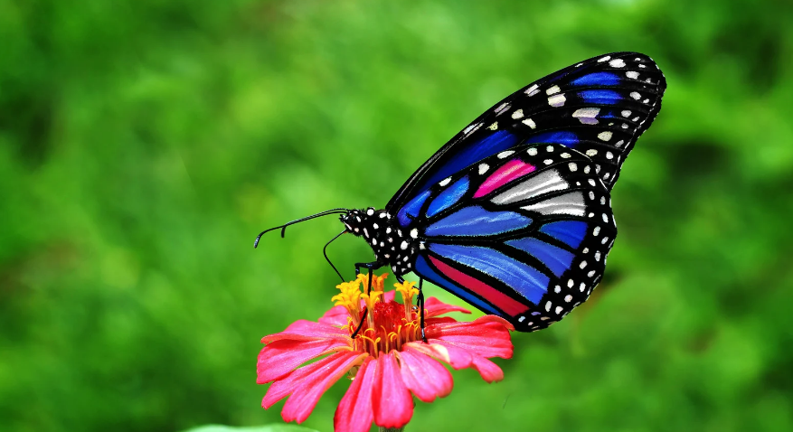 Best Garden Tips to Attract Butterflies