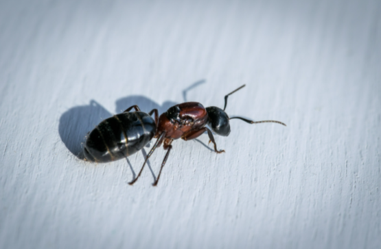 Best Home methods to Control Ants