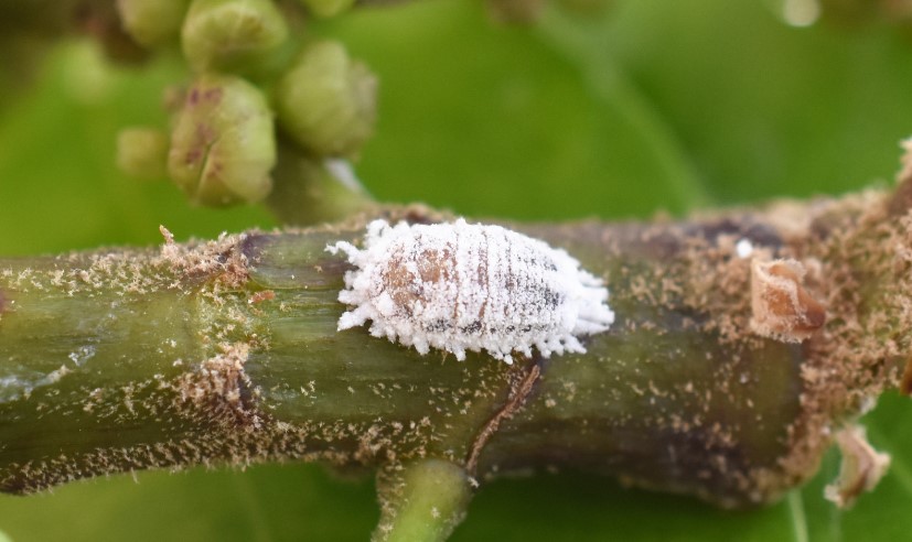 Best Practices for Preventing Insect Infestations in Stored Foods