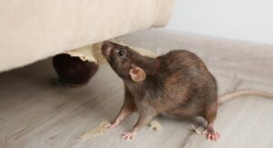 Brown Rats