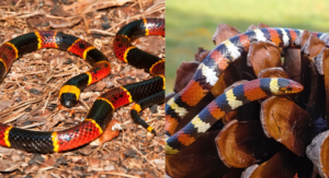 Camouflage – Color Similarities