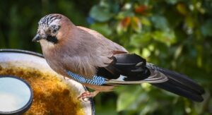 Can Eurasian Jays Be Considered a Pest