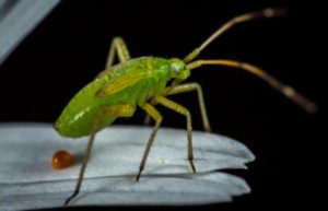 Causes of Pest infestation