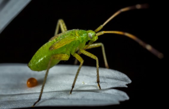Causes of Pest infestation