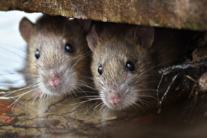 city-pest-control-rats