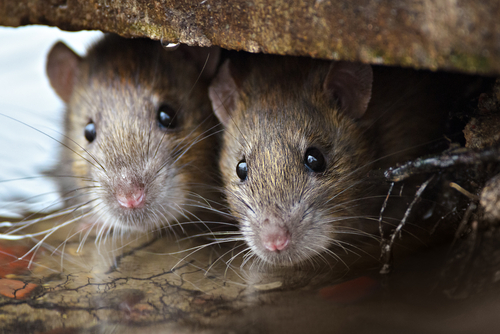 city-pest-control-rats