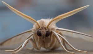 Cloth Moths