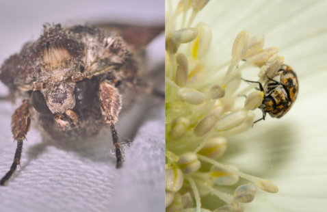 Cloth Moths Vs Carpet Beetles – How to Get Rid of Them?