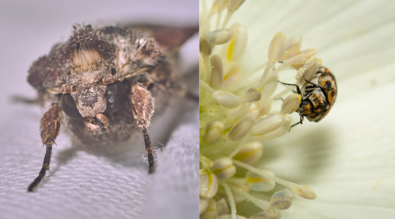 Cloth Moths Vs Carpet Beetles – How to Get Rid of Them