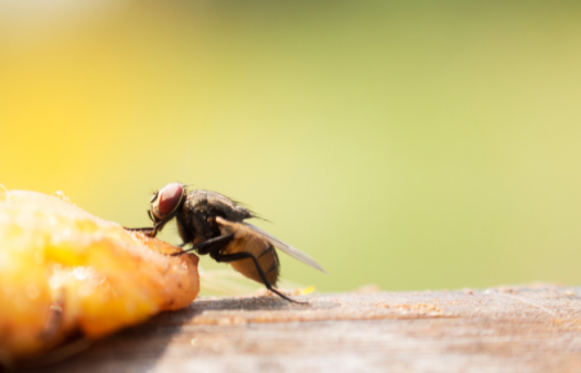 Control Houseflies in natural methods