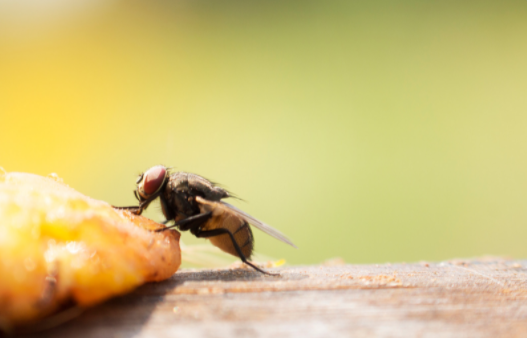 How to Control Houseflies in Natural Method?