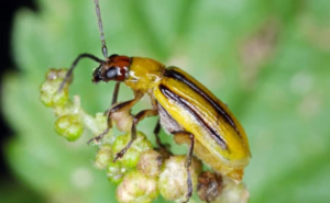 Corn Rootworm