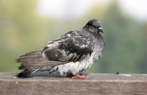 DIY Methods to Control Pigeons Without Harming Them